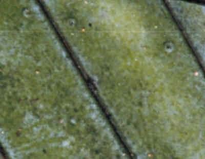 Heavy mold